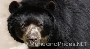 1888 bites and Pints Menu