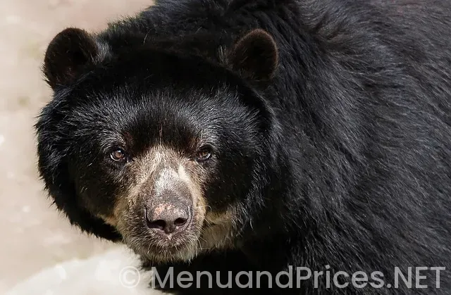 1888 bites and Pints Menu