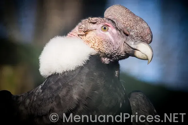 1888 bites and pints menu