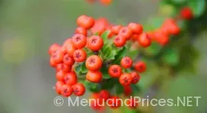 Altitude bar and lounge menu