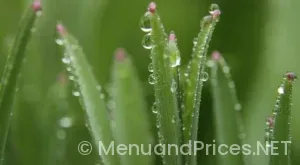 Backgrounds for Menus of Food