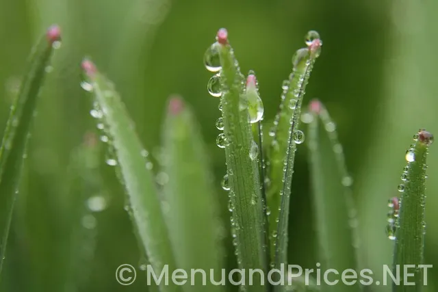 Backgrounds for menus of food Backgrounds for menus of food