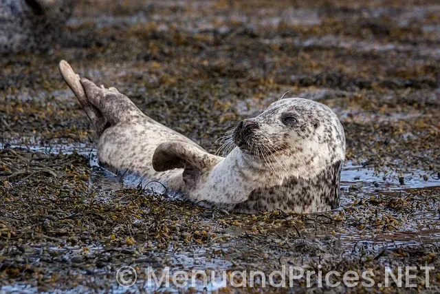 Backgrounds for menus of food Backgrounds for menus of food