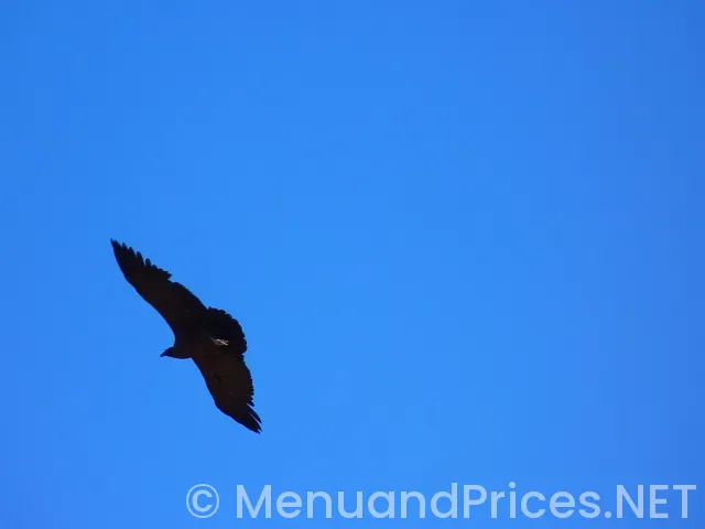 Beaches turks and caicos restaurant menus