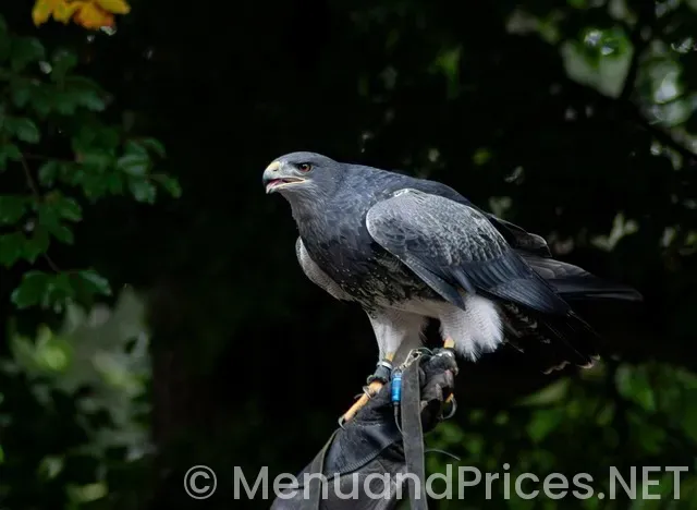 Beaches turks and caicos restaurant menus
