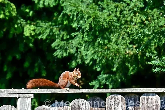 Benny’s backyard bbq menu