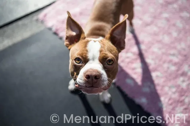 Best tasting menus Boston