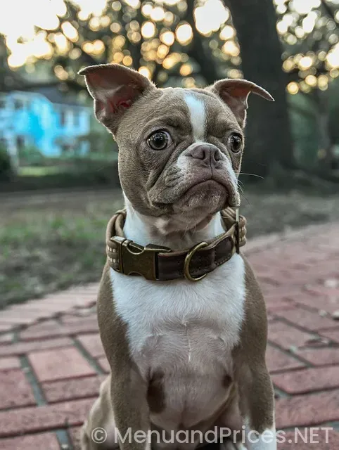 Best tasting menus boston