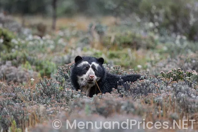Carrabba menu and prices