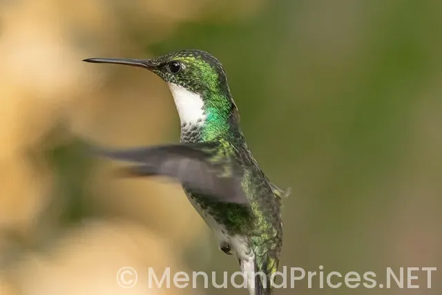 Carrabba menu and prices