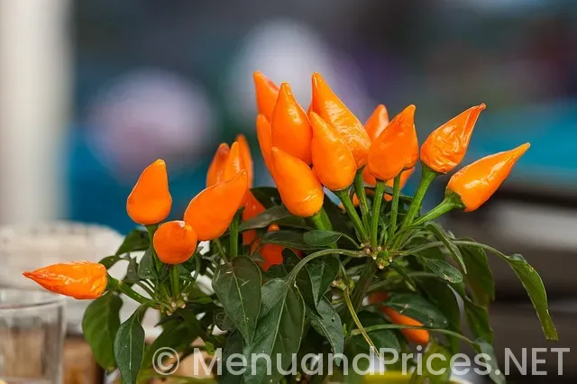 Chili’s catering menu and prices