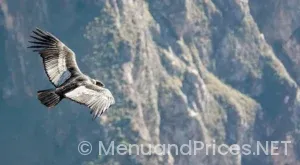 Crisp and green woodbury menu