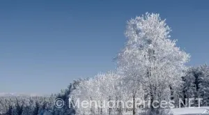 Digital Menus in restaurants