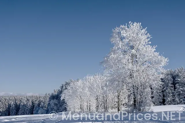 Digital Menus in restaurants