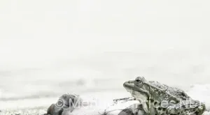 Donna Mare Trattoria Menu