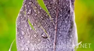 Drop down menu examples