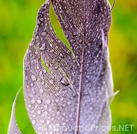 Drop down menu examples