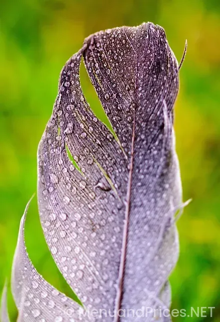 Drop down menu examples