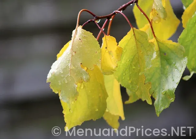 Drop down menu examples