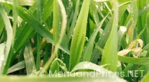 Drop down menu in form html