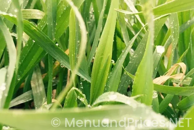 Drop down menu in form html