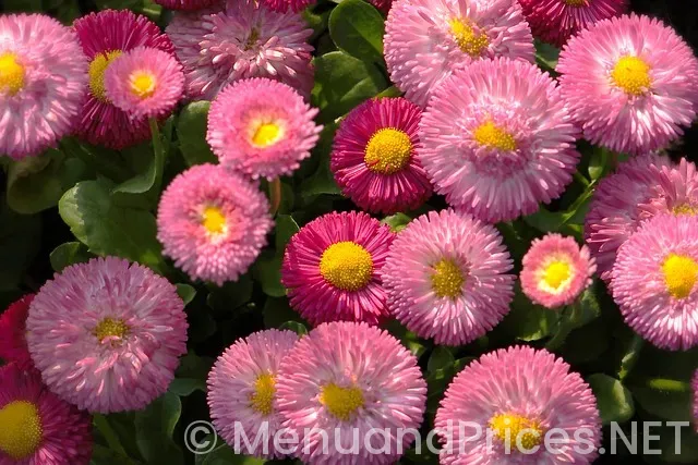 Drop down menu in form html