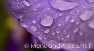 Drop Down Menu in Navbar