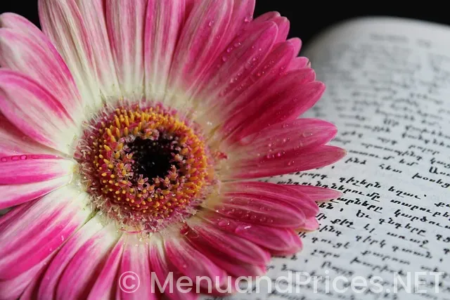 Drop down navigation menu