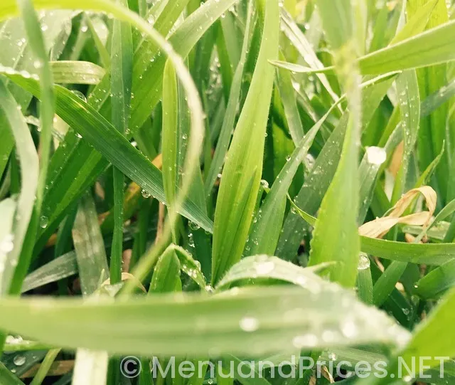 Drop down navigation menu