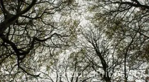 Electronic Menus for Restaurants