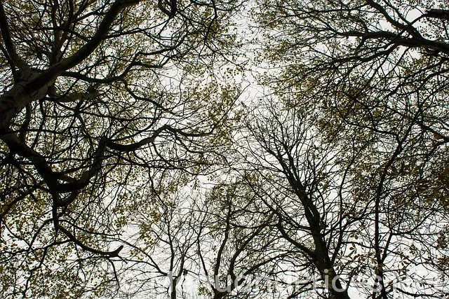 Electronic Menus for Restaurants