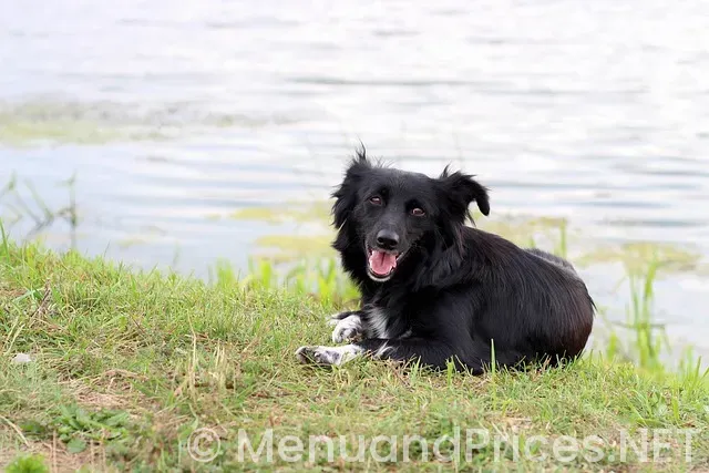 Electronic menus for restaurants