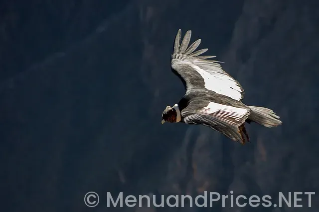 Fawn and fable menu Fawn and fable menu