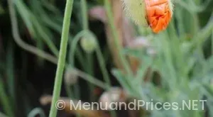 Firehouse sub menu with prices and pictures