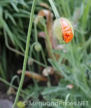 Firehouse sub menu with prices and pictures