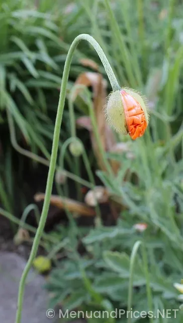 Firehouse sub menu with prices and pictures
