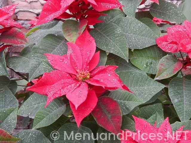 Five star south indian fast food & catering orlando menu