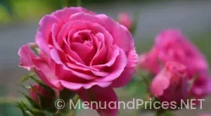 Flower and garden menus