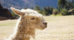 Fogo de chao menu and prices