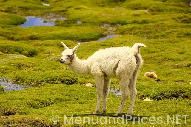 Fogo de chao menu and prices