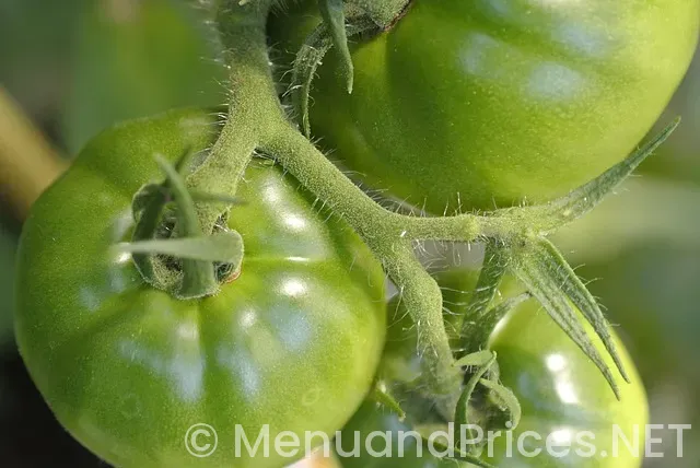 Fridays restaurant menu and prices