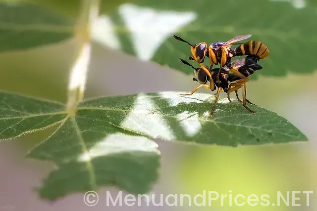 Higher love ironwood menu