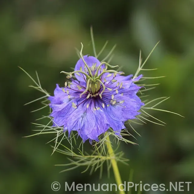 Higher love ironwood menu