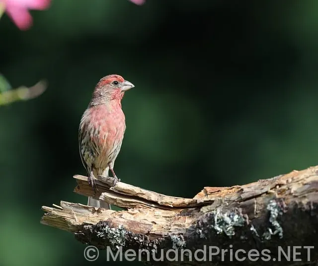 House of dank monroe menu