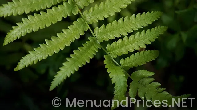 Hungry howie's pizza ferndale menu