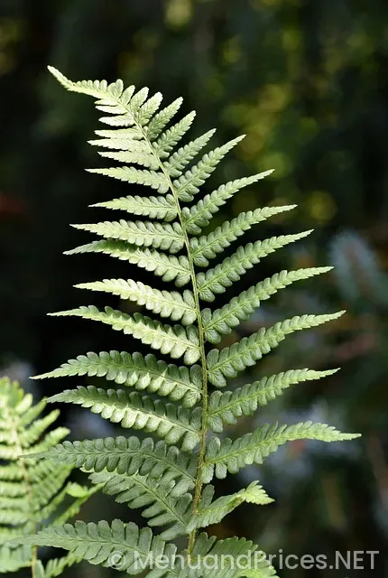 Hungry howie's pizza ferndale menu