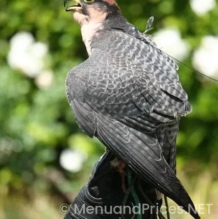 Hypoglycemia diet plan sample menus