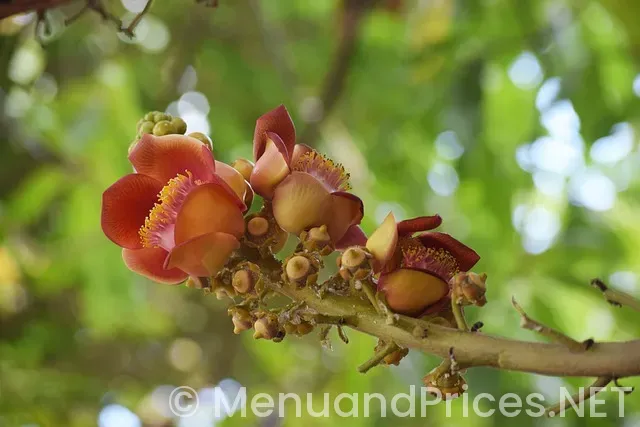 Hypoglycemia diet plan sample menus Hypoglycemia diet plan sample menus