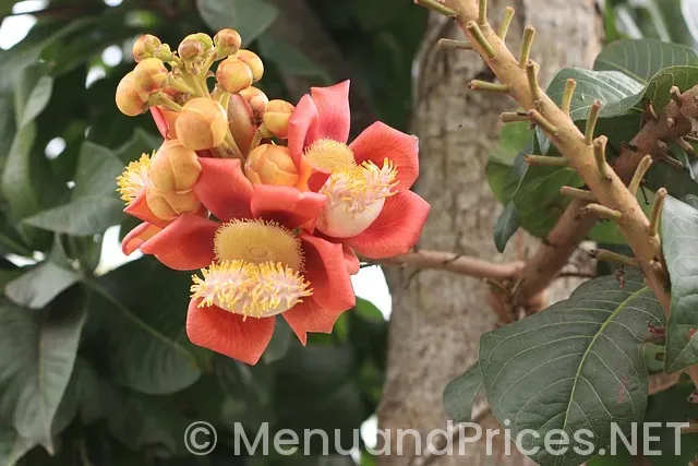 Hypoglycemia diet plan sample menus Hypoglycemia diet plan sample menus