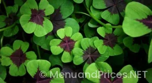 İpad menus in restaurants